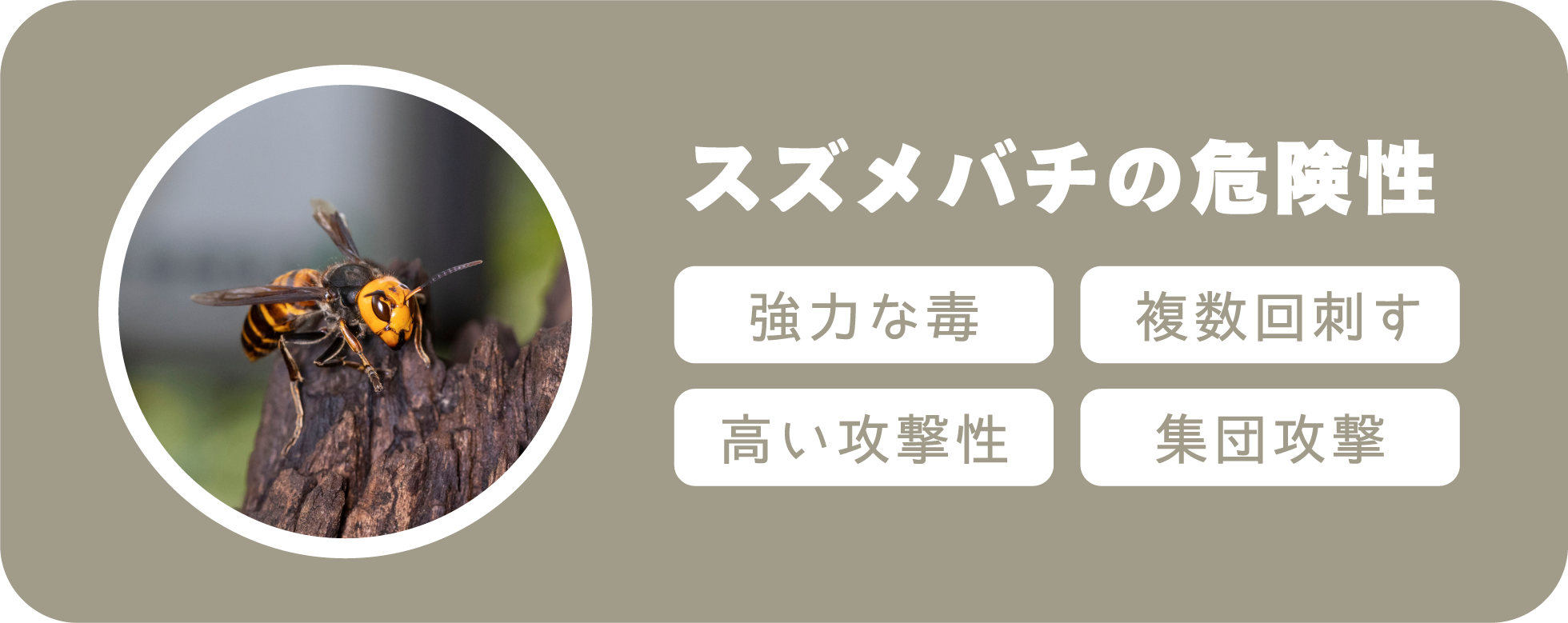 スズメバチの危険性